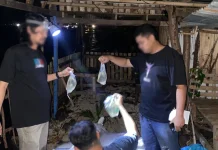 Polres Ternate Gagalkan Peredaran Ratusan Kantong Cap Tikus