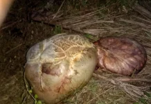 Pencurian Ternak Marak di Wasile Timur, Warga Desak Penegakan Hukum Tegas