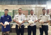 Dukung Ketahanan Pangan, Lapas Ternate Gelar Panen Ayam Pedaging