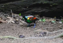 159 Spesies Burung di Indonesia Terancam Punah