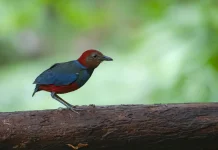 Sulawesi, Habitat bagi Spesies Burung Endemis Tertinggi di Indonesia