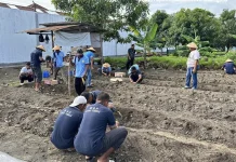 Lapas Tobelo Lakukan Perawatan Bibit Jagung Kepada Warga Binaan
