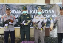 Balai Karantina Hewan, Ikan dan Tumbuhan Maluku Utara Musnahkan 20 Ekor Unggas