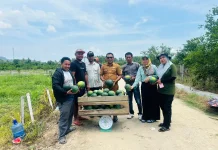 Panen Perdana Semangka Wairoro Tembus 10 Ton