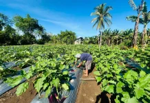 Panen Terong Demplot Sosowomo, Program TEKAD Bantu Petani