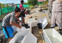 Panen Perdana Ikan Tawar Desa Kulo Jaya Capai 500 Kg