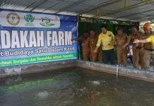 NHM Bangun Pusat Budidaya Ikan Nila di Halmahera Utara