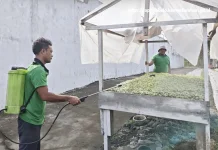 Dukung Ketahanan Pangan, WBP Lapas Tobelo Lakukan Perawatan Bibit Tomat