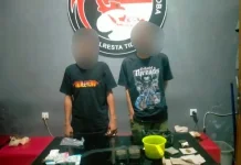 Tanam Ganja, Dua Pemuda di Tidore Diringkus Polisi