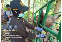 Karantina Maluku Utara Perketat Pemeriksaan Sapi jelang Iduladha