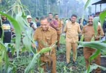 Bupati Halteng Panen Jagung Bersama Petani Dorong Produktivitas