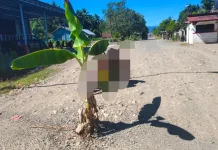 Warga Tutuling Jaya Tanam Pisang di Jalan Rusak, Sindir Pemda