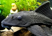 Mengenal Ikan Sapu-sapu yang Dianggap Berbahaya
