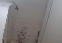 Mengenal Black Mold dan Bahayanya Bagi Kesehatan