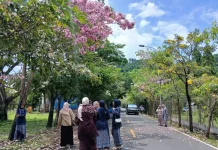 Tabebuya Mekar, PLTU Tidore jadi Spot Swafoto Baru