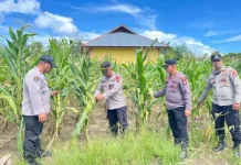 Polres Sula Panen Raya Jagung Dukung Swasembada Pangan