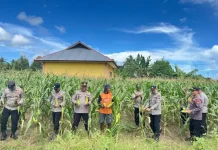 Polres Kepulauan Sula Gelar Panen Raya Jagung Serentak