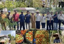 Bapas Ternate Gelar Panen Tomat Bersama Masyarakat Tubo