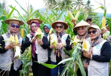 Penanaman dan Panen Jagung di Payahe Jadi Contoh Penguatan Ketahanan Pangan