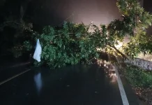 Pohon Tumbang di Sanana Utara, Akses Jalan Utama Terhenti Sementara