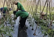 Program pertanian Lapas Tobelo dukung ketahanan pangan masyarakat sekitar