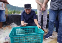 Panen Perdana Udang Vaname di Tuada-Halbar Capai 1,5 Ton