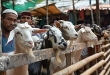 Tips Memilih Hewan Kurban yang Sehat dan Sesuai Syariat Islam