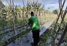 Lapas Tobelo Dorong Ketahanan Pangan Melalui Pertanian Tomat