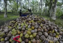 NTP Malut Turun 1,86 Persen, BPS Sebut Dipengaruhi Tiga Subsektor