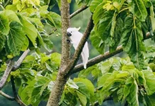 Perburuan Liar Ancam Satwa di Kawasan Danau Laguna Ternate