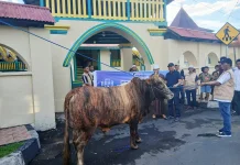 Yayasan Nasab Serahkan Sapi Kurban Limousin ke Masjid Sultan Ternate