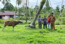 Pemda Sula Salurkan Hewan Kurban ke Desa-desa Sebanyak 48 Ekor