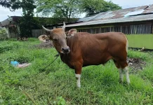 Tahun ini, FIB Unkhair Kurban 5 Ekor Sapi