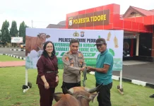 Sambut Iduladha 1447H, Kapolresta Tidore Serahkan Tiga Sapi Kurban untuk Warga