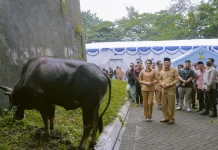 Gubernur Sherly Siapkan 150 Sapi Kurban di 2027