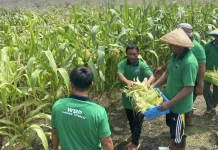 Lapas Tobelo Panen Jagung Dukung Ketahanan Pangan Nasional