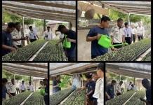 Bapas Ternate Dampingi Klien Budidaya Tomat Dukung Ketahanan