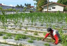 Lapas Sanana Perkuat Pembinaan Warga Binaan lewat Program Pertanian Produktif