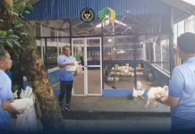 Lapas Ternate Sukses Panen Ayam Pedaging Dukung Ketahanan Pangan