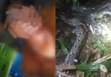 Seorang IRT Ditemukan Meninggal Dunia di Hutan, Diduga Diterkam Ular