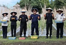 Lapas Tobelo Sukses Panen Perdana Tomat Merah Warga