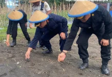 Lapas Tobelo Kembali Tanam Jagung usai Panen Sukses