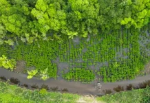 Tiga Tahun Program Mangrove NHM di Kao Tunjukkan Hasil Nyata