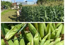 Di Balik Tembok Lapas, Ratusan Kilogram Jagung Manis Berhasil di Panen