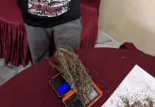 Polres Halut Amankan Pelaku Beserta Barang Bukti Ganja