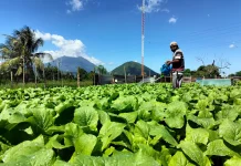 Lahan RRI Disulap Jadi Sentra Sayuran, KPKNL Ternate Jadikan Pilot Project Daerah