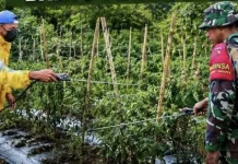 Babinsa Jailolo Bantu Petani Cabe Bersihkan Lahan Kebun Cabe