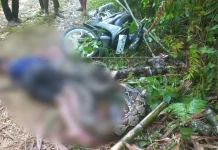 Seorang Warga Taliabu Tewas Diterkam Ular Piton