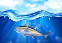Serupa tapi Tak Sama: Ini Perbedaan Cakalang, Tuna, dan Tongkol