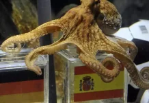 5 Hewan Fenomenal yang Pernah Ramaikan Piala Dunia